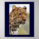 Search for head shot Predator