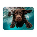 Search for dynamic magnets Animal lover