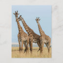 Search for wildlife reserve postcards Superstock