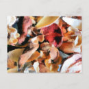 Search for dried flowers postcards Floral