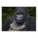 Search for silverback gorilla Endangered