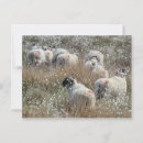 Search for ewes postcards Flock