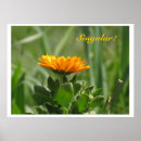 Search for calendula posters Flower