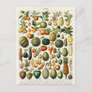 Search for seeds illustrations postcards Garden
