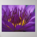Search for 2 colour art Purple