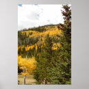 Search for fall colours posters Forest