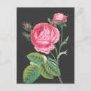 Search for dark pink rose postcards Floral
