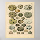 Search for bird egg posters Animal