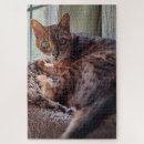 Search for bengal cat puzzles Kitty