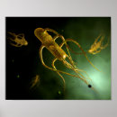 Search for pathogen posters Disease