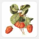 Search for vintage fruit illustration stickers Garden
