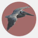 Search for pelicans stickers Brown pelican