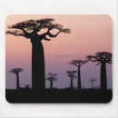 Search for morondava Madagascar