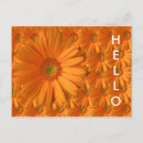 Search for gerber daisies postcards Floral