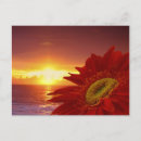 Search for gerber daisies postcards Flower