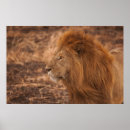 Search for mane posters Lion