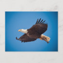 Search for eagle hunter postcards Raptor