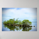 Search for mangrove posters Photography
