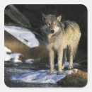Search for grey wolf stickers Predator