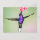 Search for colibri postcards Garden