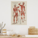 Search for anatomy and physiology posters Medical