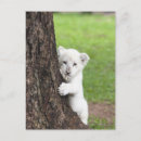 Search for lion cub postcards Animals in the wild