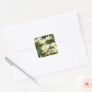 Search for white tulips stickers Photography