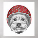 Search for yorkshire terrier posters Animal