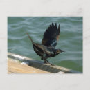 Search for crowing postcards Fowl