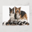 Search for border collie postcards Standing