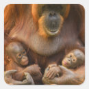 Search for mother stickers Babies
