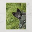 Search for lagopus postcards Mammal