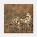 Search for game reserve magnets Wildlife