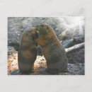 Search for marmot postcards Cute