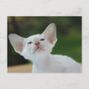 Search for siamese postcards White