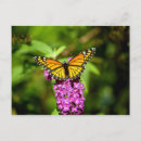Search for purple green postcards Butterfly
