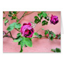 Search for irish rose Flower