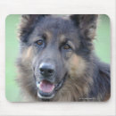 Search for loyalty photography Nature