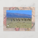 Search for sahara desert postcards Camel