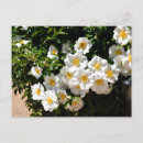 Search for rare postcards Flowers