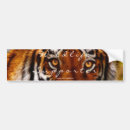 Search for white tigers bumper stickers Big cats
