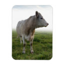 Search for cow magnets Meadow