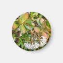 Search for jaded magnets Green