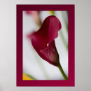 Search for calla posters Lily