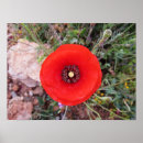 Search for fields of flowers posters Nature photography