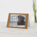Search for chocolate lab birthday cards Pet