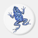 Search for poisonous magnets Frog
