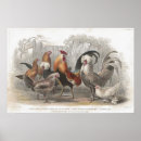Search for vintage farm animal posters Rooster