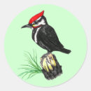Search for pileated stickers Woodpecker