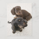 Search for studio shot postcards White